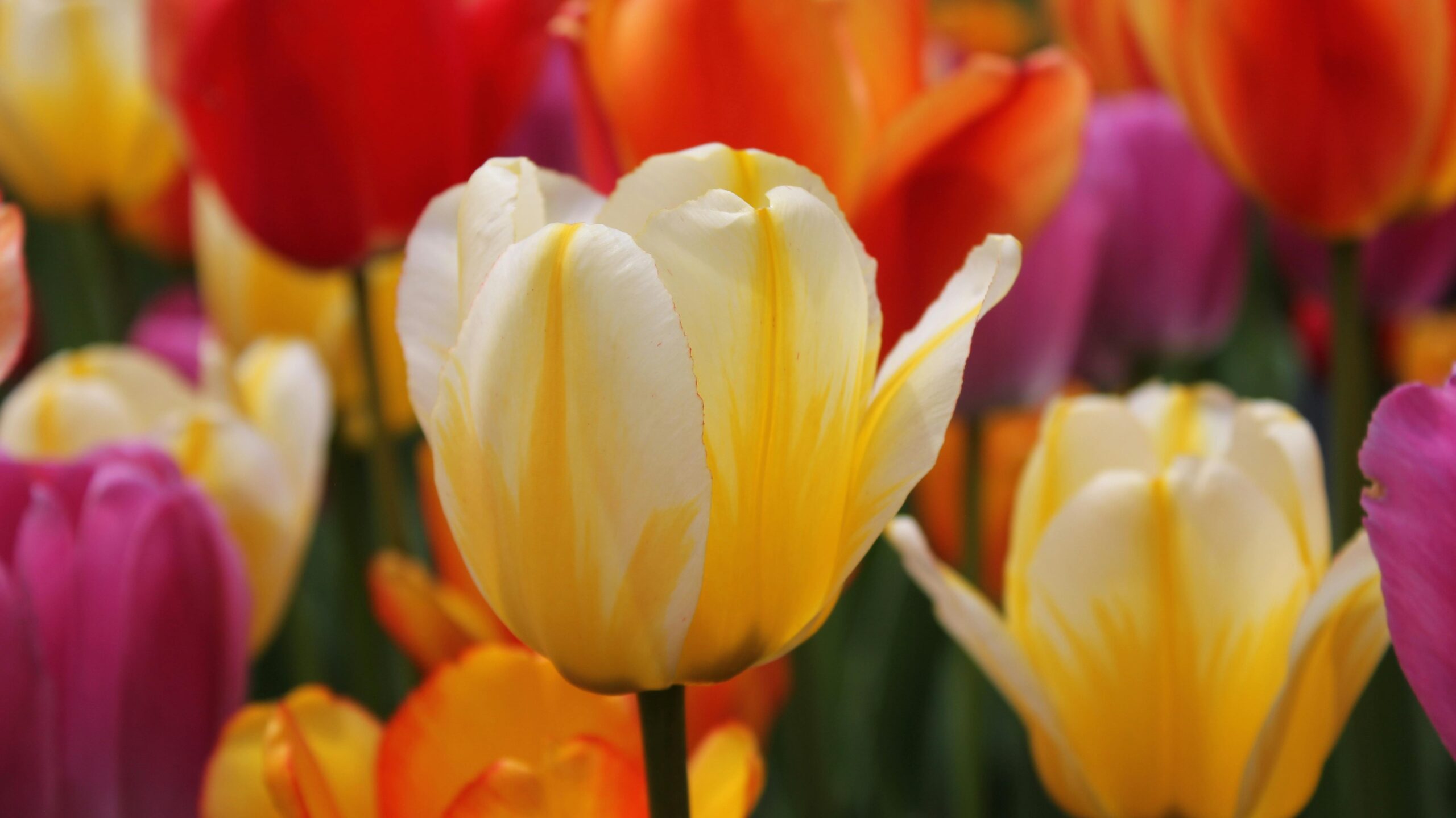 Rosyjski: wiosenne ćwiczenie